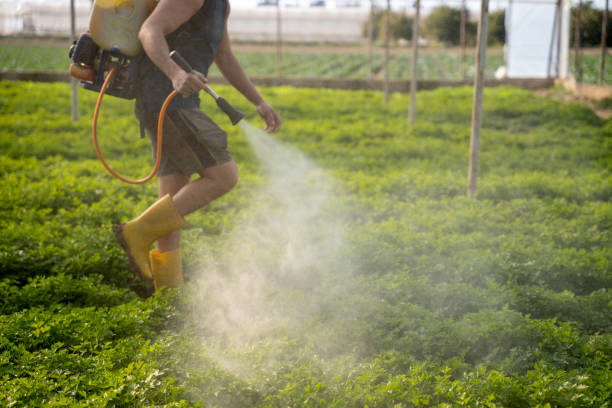 Best Wasp Removal Services  in Fairbanks Ranch, CA