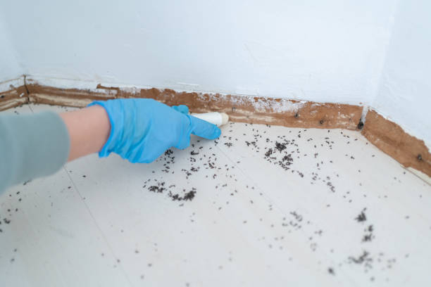 Best Bed Bug Extermination  in Fairbanks Ranch, CA